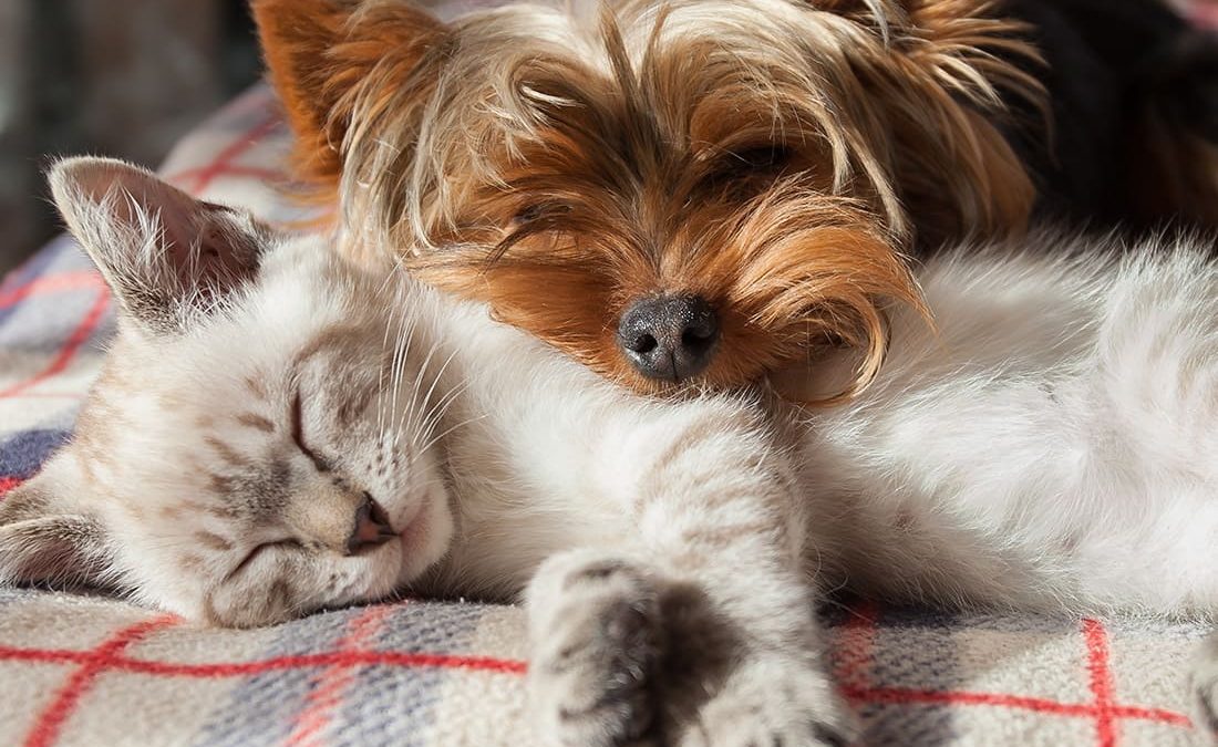 Gato dormindo com cachorro pequeno apoiando sua cabeça dele