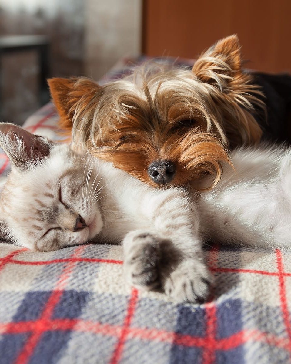 Gato dormindo com cachorro pequeno apoiando sua cabeça dele