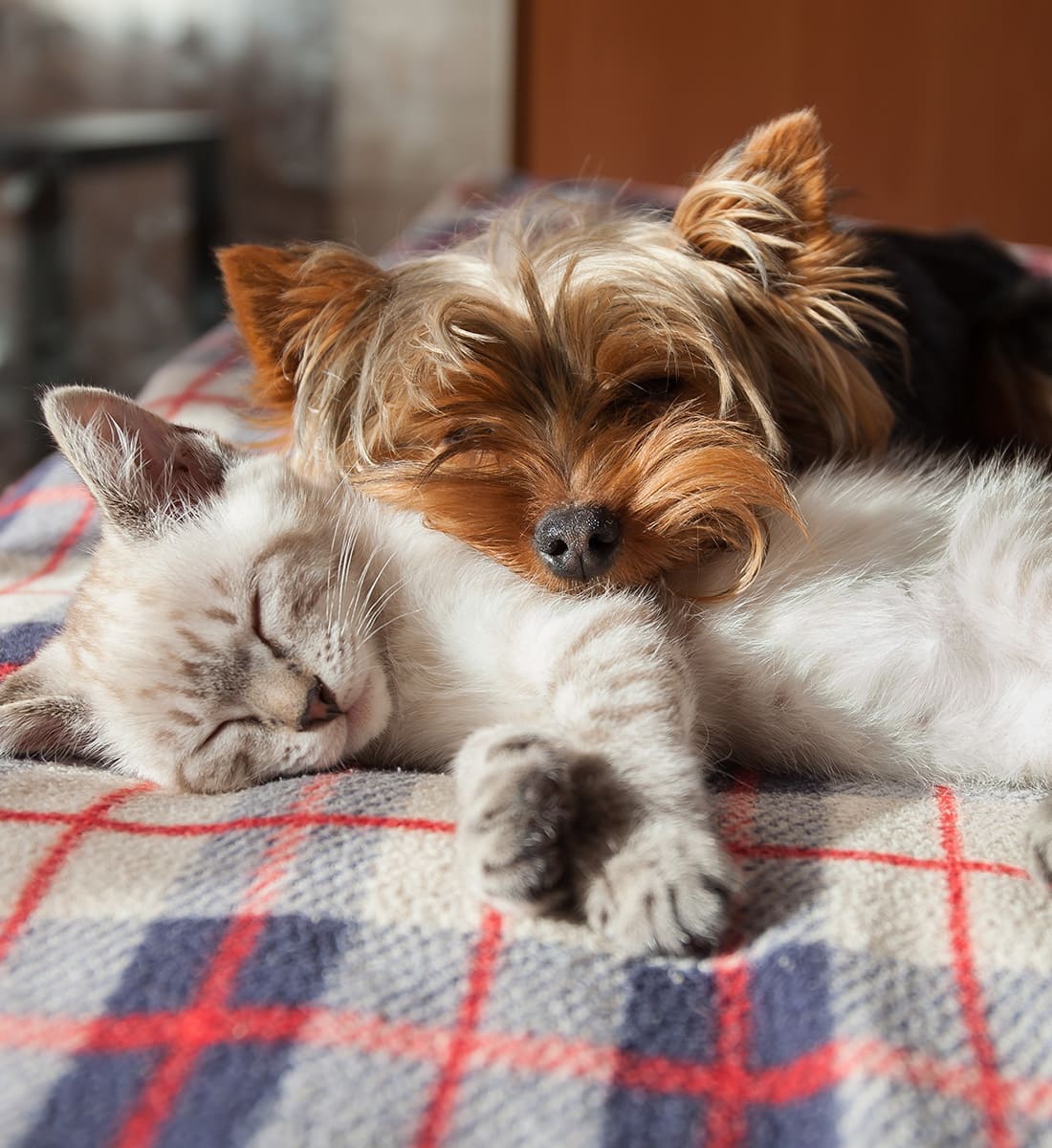 Seguro Pet: o que é e como funciona? TRW